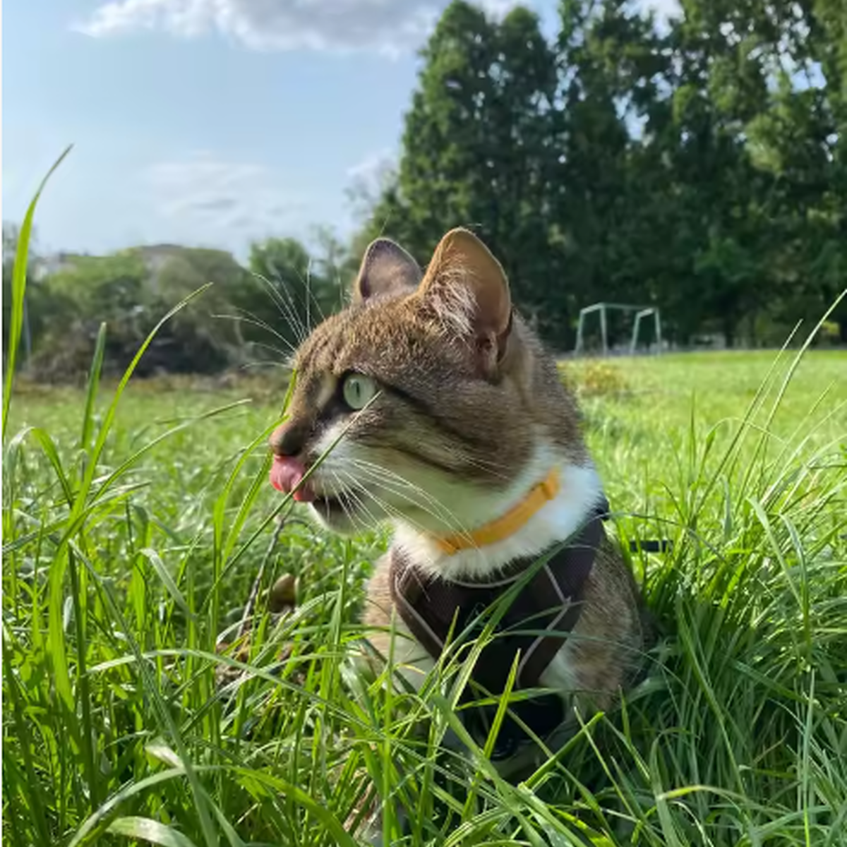 FleavaxPro™ Collar